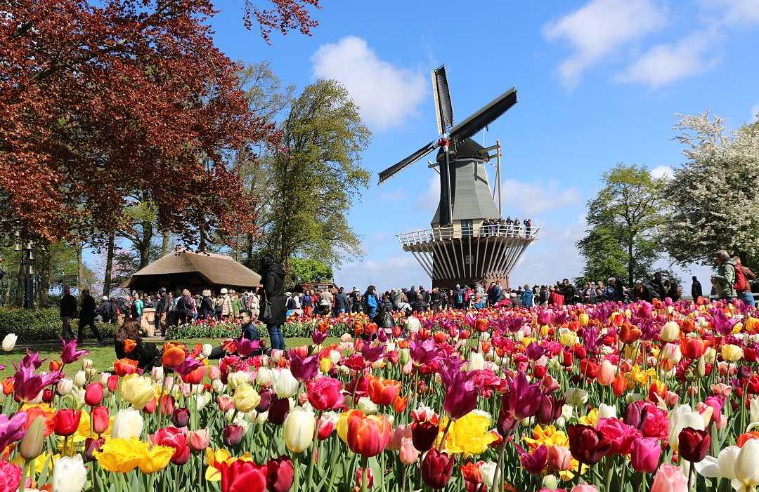 Photo courtesy of the Tulip Festival Amsterdam Colorful tulip garden at Tulip Festival Amsterdam with a windmill and visitors on a bright spring day