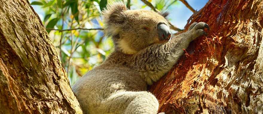 Koalas are one of the main attractions in Australia Koalas are one of the main attractions in Australia