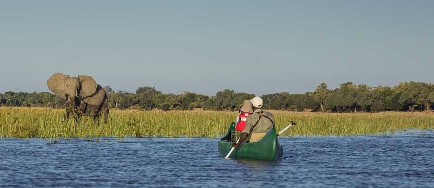 Canoeing Safari on the Zambezi River Observing an elephant from a canoe on the Zambezi River