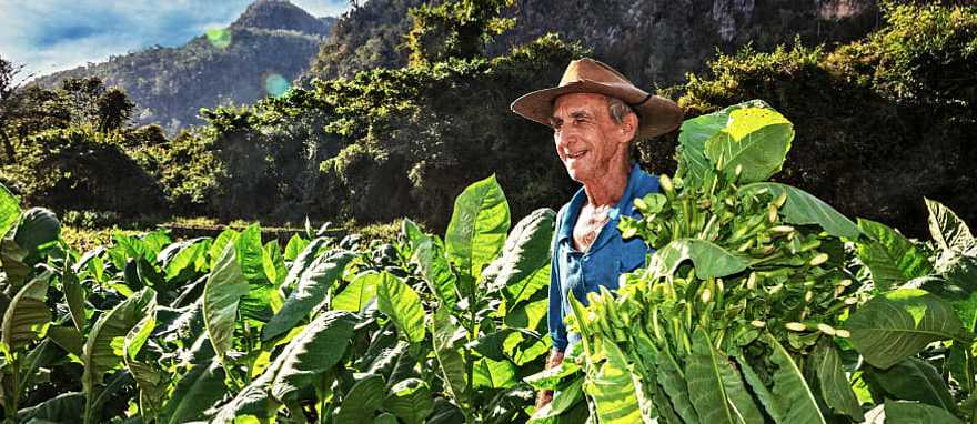 Tobacco farmer in Vinales, Cuba Tobacco farmer in Vinales, Cuba