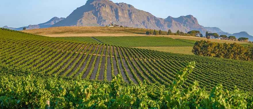 Vineyard in Stellenbosch, South Africa Vineyard in Stellenbosch, South Africa