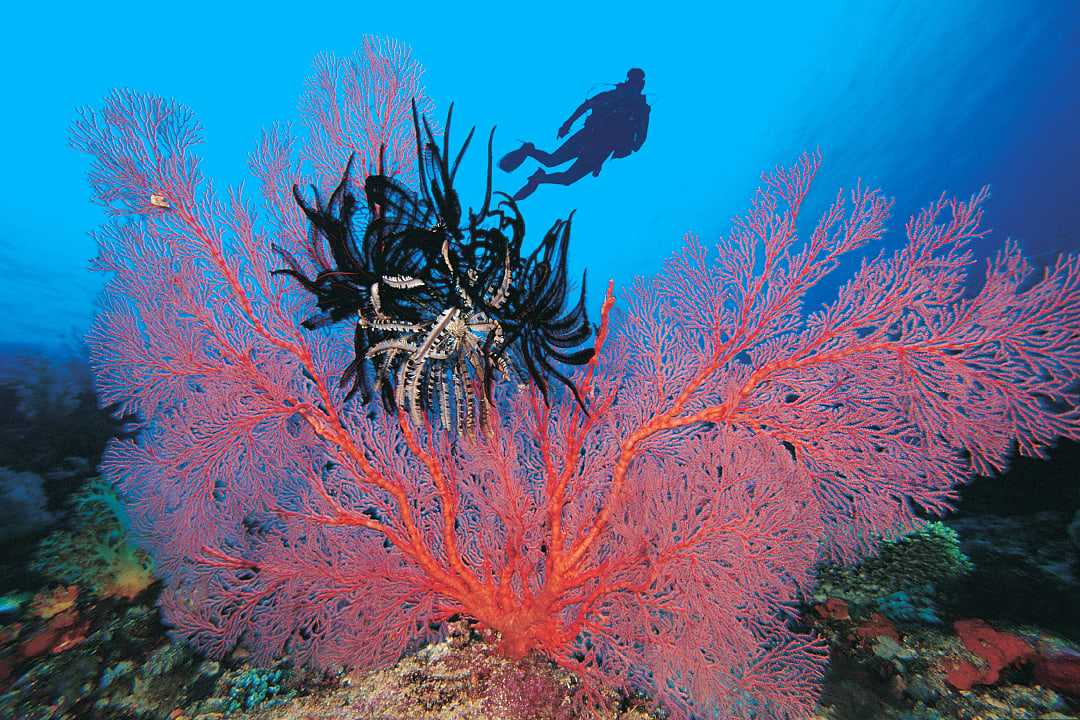 A diver takes to the water in Indonesia