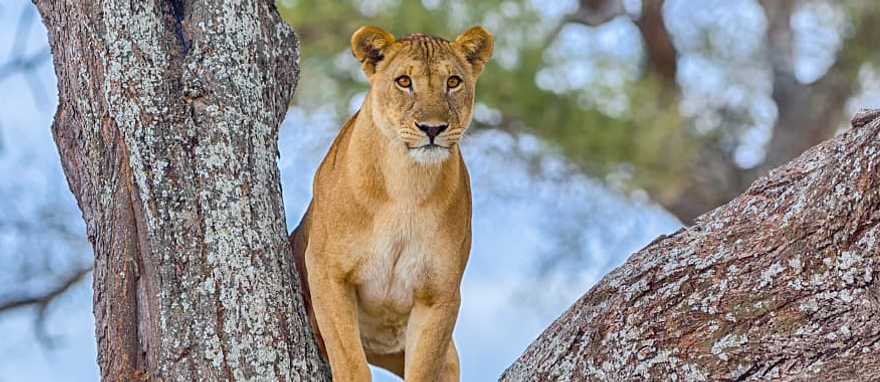 Lake Manyara National Park, Tanzania A female lion standing in the crook of at Lake Manyara National Park, Tanzania