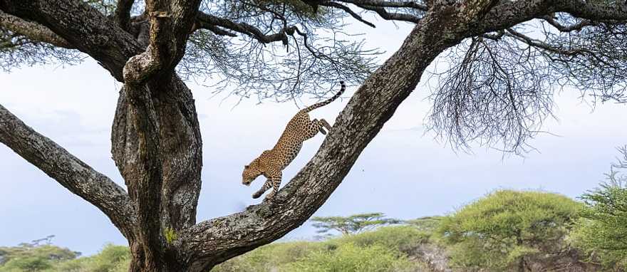 Tanzania Northern Circuit Wildlife Safari & Zanzibar Leopard running down tree in Tanzania