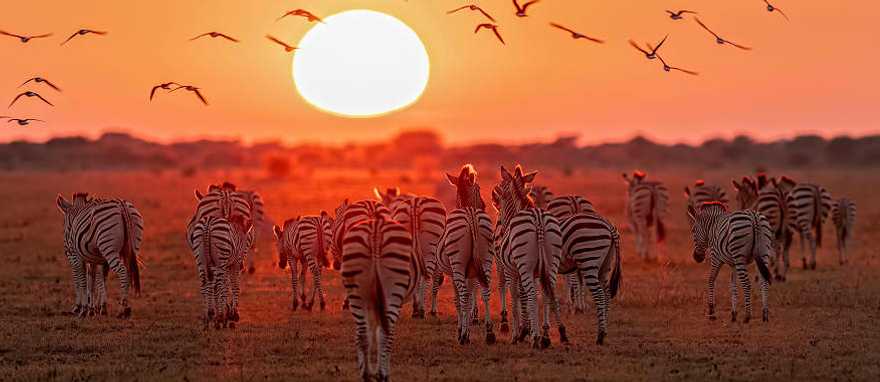 Zebras in Botswana at sunset Zebras in Botswana at sunset