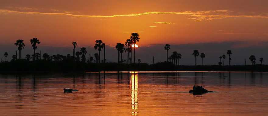Southern Tanzania Hippos at sunset in Tanzania