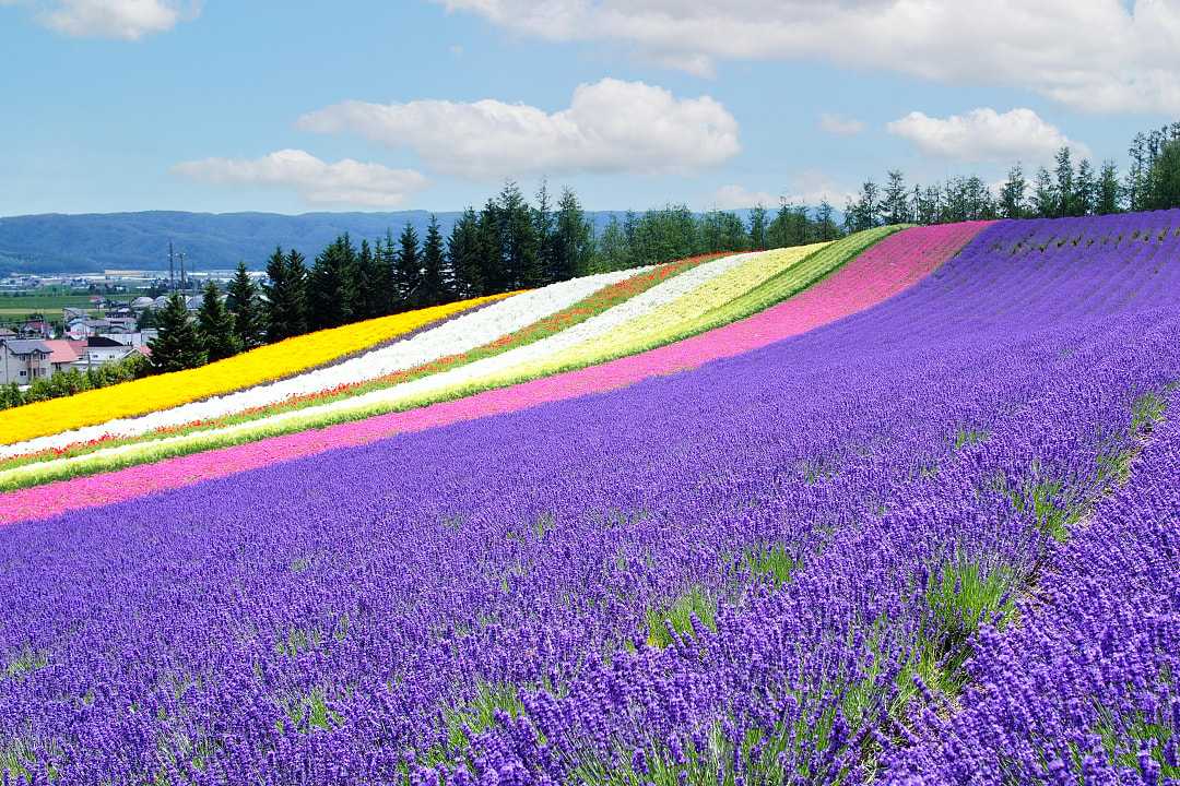 Flower field with lavender in Hokkaido, Japan