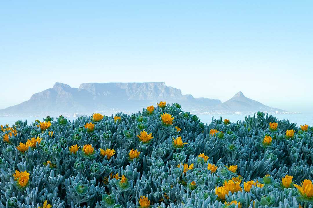 Carpet of wildflowers with Table Mountain in the background. 