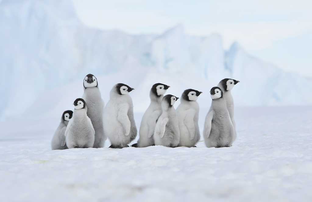 Snow Hill Island, Antarctica Emperor penguin chicks gathered in Antarctica