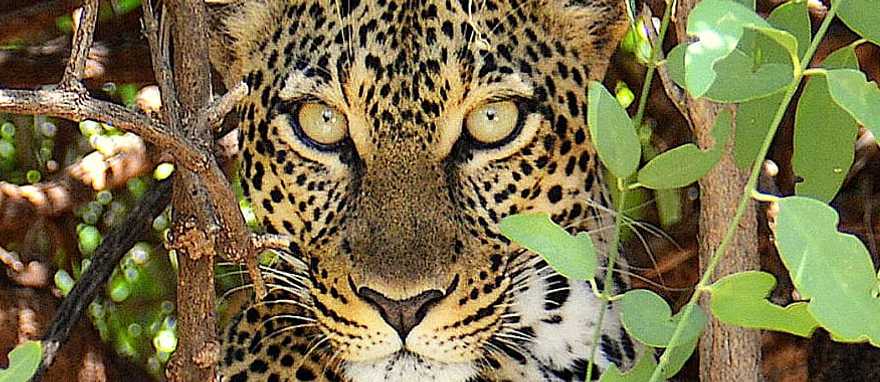 Deep Into the Bush: An Okavango Walking Safari Deep Into the Bush: An Okavango Walking Safari