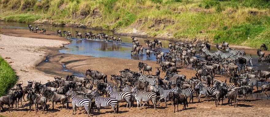 The Great Wildebeest Migration is one of nature's greatest spectacles as two million animals cross the Serengeti. The Great Wildebeest Migration is one of nature's greatest spectacles as two million animals cross the Serengeti.