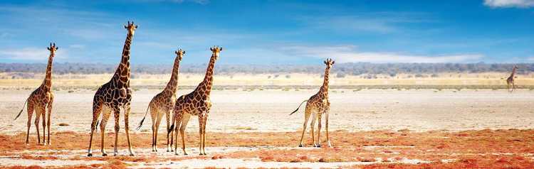 best travel agents for namibia